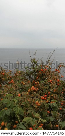 Bright red berries of wild rose against the background of green foliage of a bush, sky and sea. Beautiful colorful autumn natural background.
