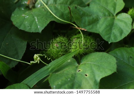 Closeup nature view of green leaf in garden under sunlight with a dark and blurry background