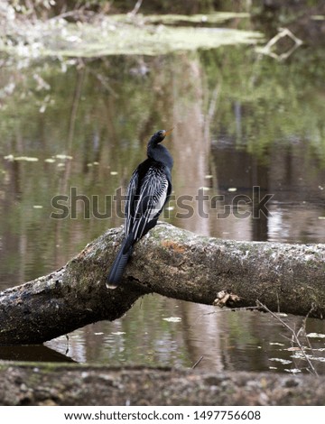 Anhinga Male Bird on a water log.