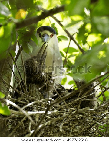 Black-crowned Night Heron mother feeding her youngs on the nest in its environment.