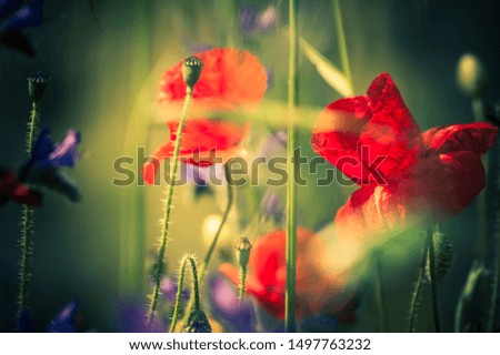 Red poppies in sun beams on the meadow. Floral background.