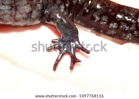 Limb deformity in a unisexual Ambystoma salamander.  This adult has an extra toe growing off another toe on one of its hind limbs. These extra growths can be caused by trematode parasites.
