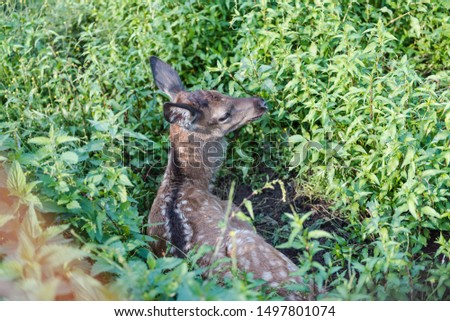 young wild deer. little morality. deer cub. deer resting domestic deer