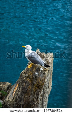 Seagull resting on a rock above a sea cliff. 