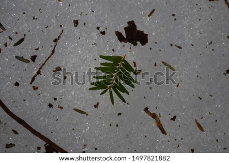 Small Pine Branch with Needles Resting on Snow
