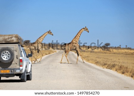 Giraffes at the cross a street