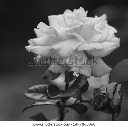 Art photo rose petals isolated on the natural background. Closeup. For design, texture, background. Nature. Black and white photography.

