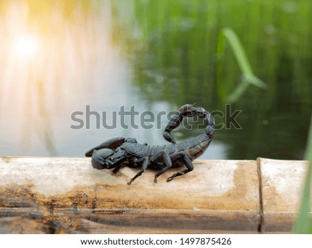Black elephant scorpion on dry branches die In a variety of water seasons. Heavy rain causes flooding.