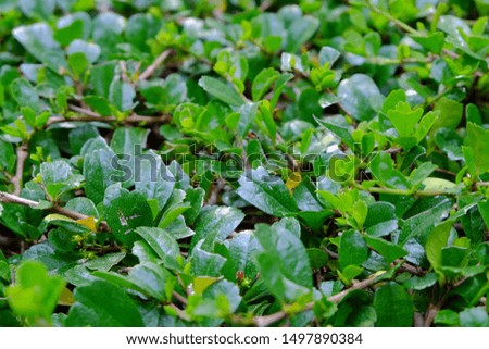Beautiful green fresh small leaves in natural background and texture 