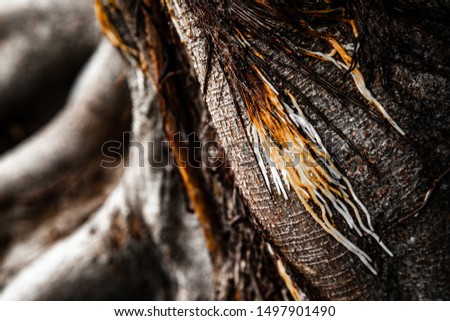 Banyan tree roots. These roots are brown and orange. The roots are like a nest of long snakes