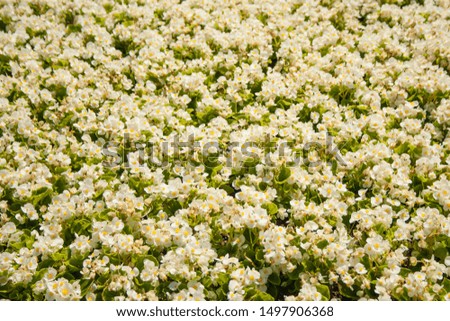 
texture of a field dotted with white flowering begonia