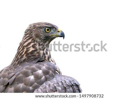 Portrait of a Northern Goshawk (Accipiter gentilis).
White background with writing space.