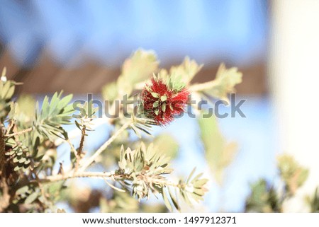  Isolated red flower with blue sky 
