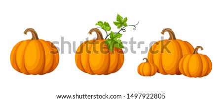 Vector set of orange pumpkins isolated on a white background. Royalty-Free Stock Photo #1497922805