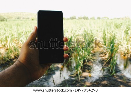 Young indian hands holding mobile phone with sugar cane farm in the background 
