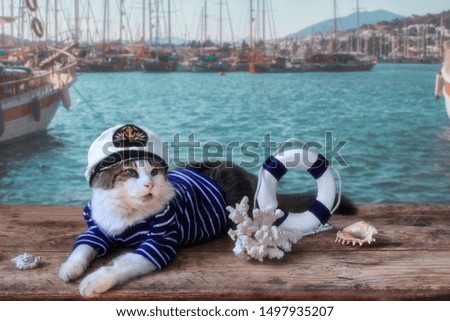 Portrait of adorable cat in captain hat