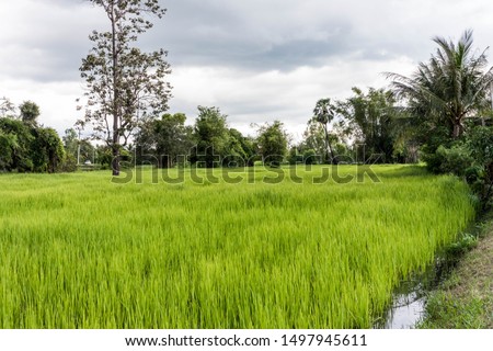 The picture of a green rice field view with growing rice. The horizon has trees starting to line in length