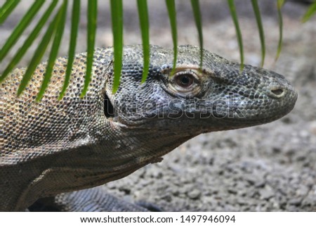 Komodo dragon (Varanus komodoensis) closeup head view of giant lizard