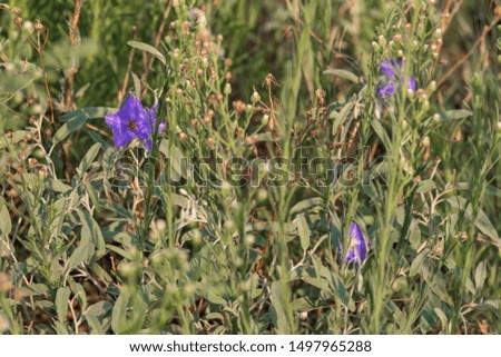 Three small blue flowers in a desert at morning
