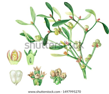 
botanical watercolor drawings of mistletoe and its elements