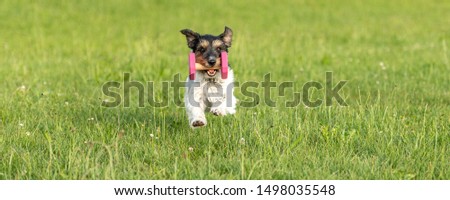 Small Jack Russell Terrier dog is holding a dumbbells in the catch outdoor. Doggz is runnig across a green meadow