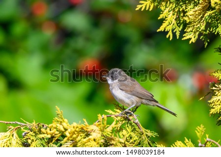 The common whitethroat (Sylvia communis) is a common and widespread typical warbler which breeds throughout Europe and across much of temperate western Asia.