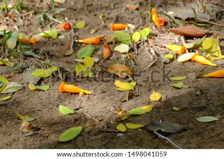 Colorful dry leaves have fallen on the ground, the autumn is coming 