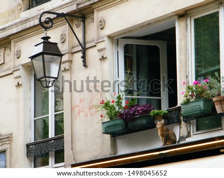 A cat on a Parisian balcony watching something away from him with great attention.