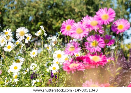 A lot of pink and white flowers against the blue sky.  Flower meadow in the forest
