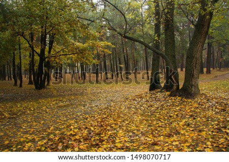 Autumn park in the rain. Wet oaks in autumn park