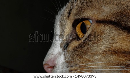cat's face seen from the side.