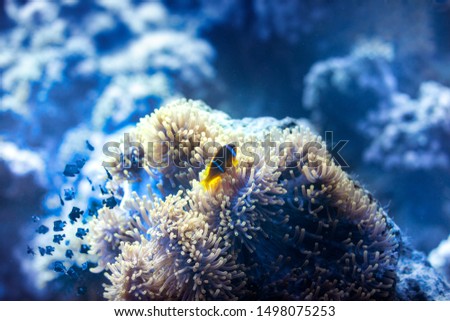 Underwater Pictures of Red Sea