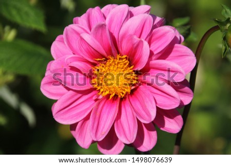 beautiful dahlia flower in the garden, pink dahlia minion, dahlias macro, garden dahlia in summer