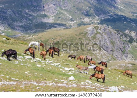 Free horses in the mountain.