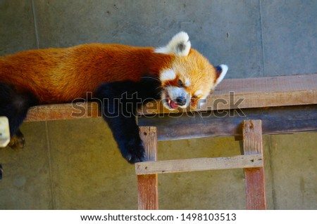 A picture of a red panda lying down.