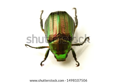Japanese scarabaeid beetle on the white bord. Royalty-Free Stock Photo #1498107506