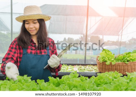 woman picking fresh salad from her vegetable garden