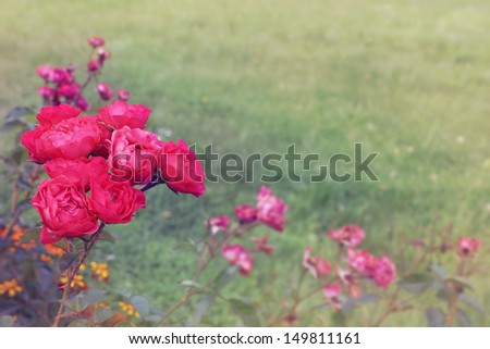 pink roses - retro colored flower background