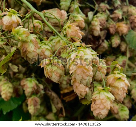 Picture of hops in spring
