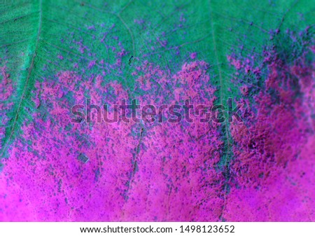closeup of texture on colorful leaf for background 