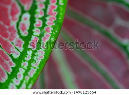 closeup of texture on colorful leaf for background 