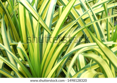 Nature background of plant, Chlorophytum comosum, spider plant in the garden