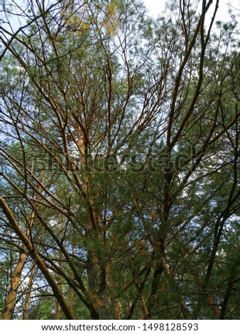 green summer forest tree and blue sky background image 
