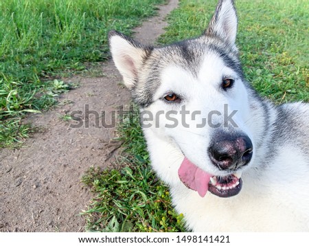 Happy husky dog, malamute makes selfie on a green meadow in the park or in the forest, outdoors from the outside. Funny dog with tongue takes a picture of himself.