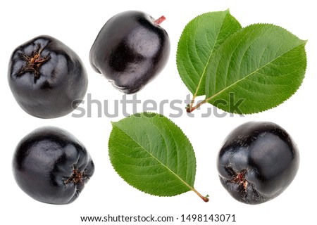 Set of aronia melanocarpa (black chokeberry) isolated on white background Royalty-Free Stock Photo #1498143071