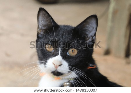 Black cat with white mouse and big brown eyes sits on the floor looks alert and active, a lovely pet with paws