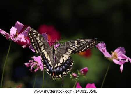 Old World swallowtail absorbs the honey of the cosmos