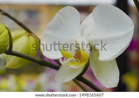 white phalaenopsis or Moth dendrobium orchid flower .  White Orchids Isolated on blur background. butterfly orchids.  Closeup of white phalaenopsis orchid.                       