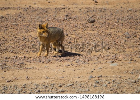 The Culpeo or Andean fox