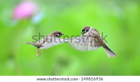 Sparrow Pond